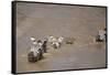 Nile Crocodile Hunting Zebra Crossing River in Masai Mara, Kenya-Paul Souders-Framed Stretched Canvas