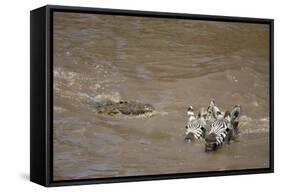 Nile Crocodile Hunting Zebra Crossing River in Masai Mara, Kenya-Paul Souders-Framed Stretched Canvas
