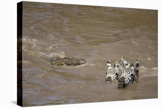 Nile Crocodile Hunting Zebra Crossing River in Masai Mara, Kenya-Paul Souders-Stretched Canvas