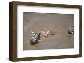 Nile Crocodile Hunting Zebra Crossing River in Masai Mara, Kenya-Paul Souders-Framed Photographic Print