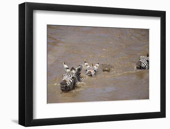 Nile Crocodile Hunting Zebra Crossing River in Masai Mara, Kenya-Paul Souders-Framed Photographic Print