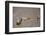 Nile Crocodile Hunting Zebra Crossing River in Masai Mara, Kenya-Paul Souders-Framed Photographic Print