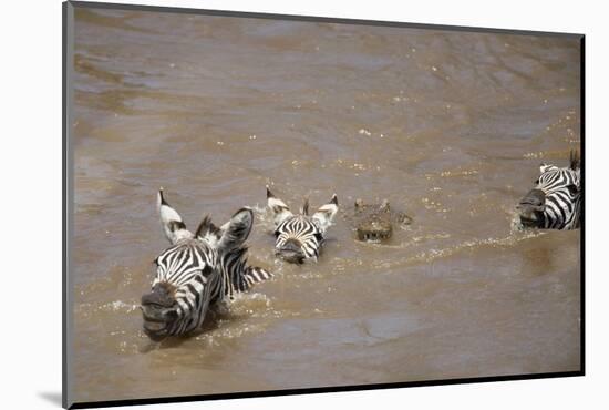 Nile Crocodile Hunting Zebra Crossing River in Masai Mara, Kenya-Paul Souders-Mounted Photographic Print
