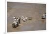 Nile Crocodile Hunting Zebra Crossing River in Masai Mara, Kenya-Paul Souders-Framed Photographic Print