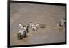 Nile Crocodile Hunting Zebra Crossing River in Masai Mara, Kenya-Paul Souders-Framed Photographic Print