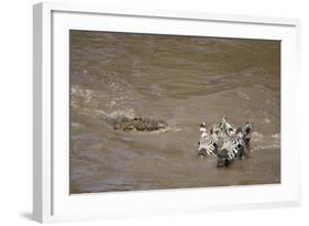 Nile Crocodile Hunting Zebra Crossing River in Masai Mara, Kenya-Paul Souders-Framed Photographic Print