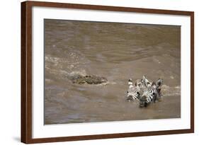 Nile Crocodile Hunting Zebra Crossing River in Masai Mara, Kenya-Paul Souders-Framed Photographic Print