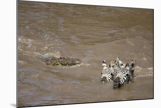 Nile Crocodile Hunting Zebra Crossing River in Masai Mara, Kenya-Paul Souders-Mounted Photographic Print