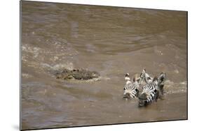 Nile Crocodile Hunting Zebra Crossing River in Masai Mara, Kenya-Paul Souders-Mounted Photographic Print