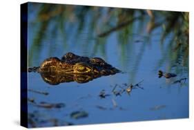 Nile Crocodile in the Khwai River-Paul Souders-Stretched Canvas