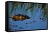 Nile Crocodile in the Khwai River-Paul Souders-Framed Stretched Canvas