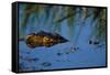 Nile Crocodile in the Khwai River-Paul Souders-Framed Stretched Canvas