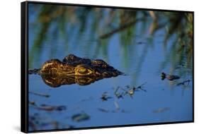 Nile Crocodile in the Khwai River-Paul Souders-Framed Stretched Canvas