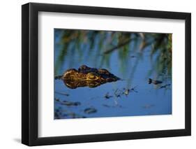 Nile Crocodile in the Khwai River-Paul Souders-Framed Premium Photographic Print