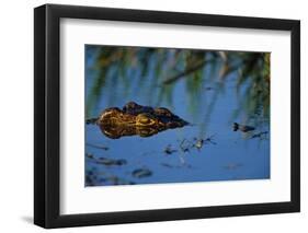 Nile Crocodile in the Khwai River-Paul Souders-Framed Photographic Print