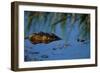 Nile Crocodile in the Khwai River-Paul Souders-Framed Photographic Print