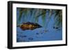 Nile Crocodile in the Khwai River-Paul Souders-Framed Photographic Print