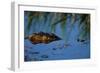 Nile Crocodile in the Khwai River-Paul Souders-Framed Photographic Print