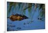 Nile Crocodile in the Khwai River-Paul Souders-Framed Photographic Print