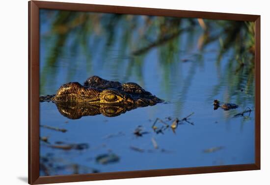 Nile Crocodile in the Khwai River-Paul Souders-Framed Photographic Print