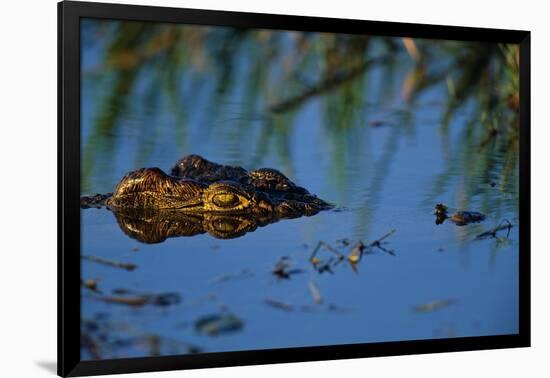 Nile Crocodile in the Khwai River-Paul Souders-Framed Photographic Print