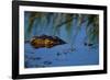 Nile Crocodile in the Khwai River-Paul Souders-Framed Photographic Print