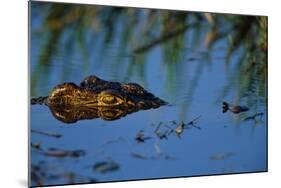 Nile Crocodile in the Khwai River-Paul Souders-Mounted Photographic Print