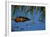 Nile Crocodile in the Khwai River-Paul Souders-Framed Photographic Print