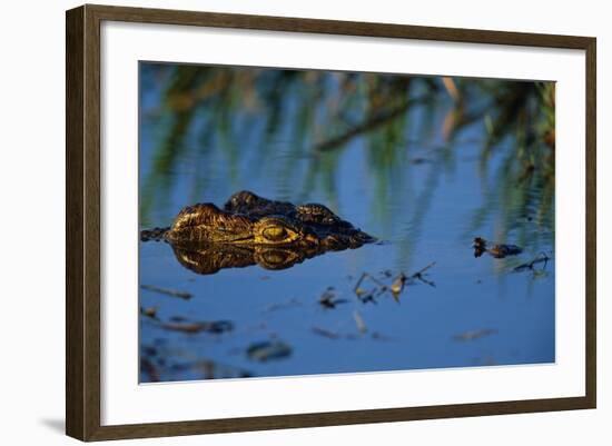 Nile Crocodile in the Khwai River-Paul Souders-Framed Photographic Print