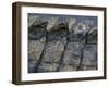 Nile Crocodile, Masai Mara Game Reserve, Kenya-Paul Souders-Framed Photographic Print