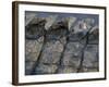 Nile Crocodile, Masai Mara Game Reserve, Kenya-Paul Souders-Framed Photographic Print