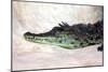 Nile Crocodile (On Ground) Art Poster Print-null-Mounted Poster