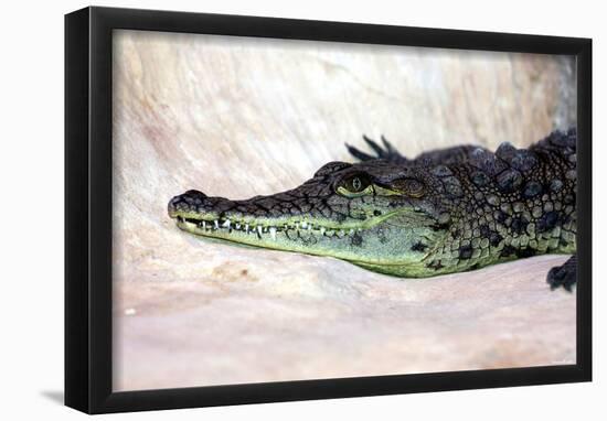 Nile Crocodile (On Ground) Art Poster Print-null-Framed Poster