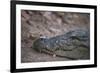 Nile Crocodile, Ranthambhore National Park, Rajasthan, India, Asia-Janette Hill-Framed Photographic Print