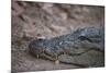 Nile Crocodile, Ranthambhore National Park, Rajasthan, India, Asia-Janette Hill-Mounted Photographic Print