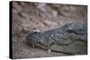 Nile Crocodile, Ranthambhore National Park, Rajasthan, India, Asia-Janette Hill-Stretched Canvas