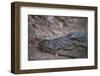 Nile Crocodile, Ranthambhore National Park, Rajasthan, India, Asia-Janette Hill-Framed Photographic Print