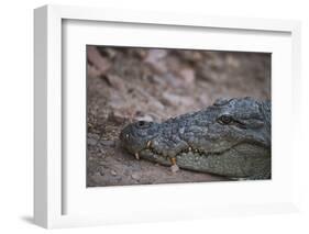 Nile Crocodile, Ranthambhore National Park, Rajasthan, India, Asia-Janette Hill-Framed Photographic Print