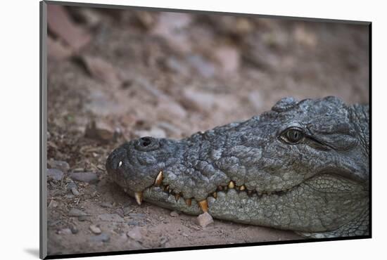 Nile Crocodile, Ranthambhore National Park, Rajasthan, India, Asia-Janette Hill-Mounted Photographic Print