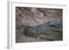 Nile Crocodile, Ranthambhore National Park, Rajasthan, India, Asia-Janette Hill-Framed Photographic Print