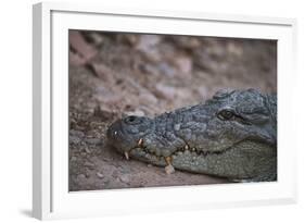 Nile Crocodile, Ranthambhore National Park, Rajasthan, India, Asia-Janette Hill-Framed Photographic Print