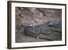 Nile Crocodile, Ranthambhore National Park, Rajasthan, India, Asia-Janette Hill-Framed Photographic Print