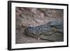 Nile Crocodile, Ranthambhore National Park, Rajasthan, India, Asia-Janette Hill-Framed Photographic Print