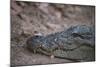 Nile Crocodile, Ranthambhore National Park, Rajasthan, India, Asia-Janette Hill-Mounted Photographic Print