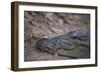 Nile Crocodile, Ranthambhore National Park, Rajasthan, India, Asia-Janette Hill-Framed Photographic Print