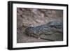 Nile Crocodile, Ranthambhore National Park, Rajasthan, India, Asia-Janette Hill-Framed Photographic Print