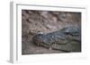 Nile Crocodile, Ranthambhore National Park, Rajasthan, India, Asia-Janette Hill-Framed Photographic Print