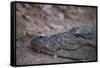 Nile Crocodile, Ranthambhore National Park, Rajasthan, India, Asia-Janette Hill-Framed Stretched Canvas