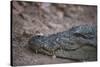 Nile Crocodile, Ranthambhore National Park, Rajasthan, India, Asia-Janette Hill-Stretched Canvas