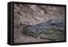 Nile Crocodile, Ranthambhore National Park, Rajasthan, India, Asia-Janette Hill-Framed Stretched Canvas